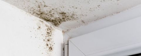 mould growing on ceiling