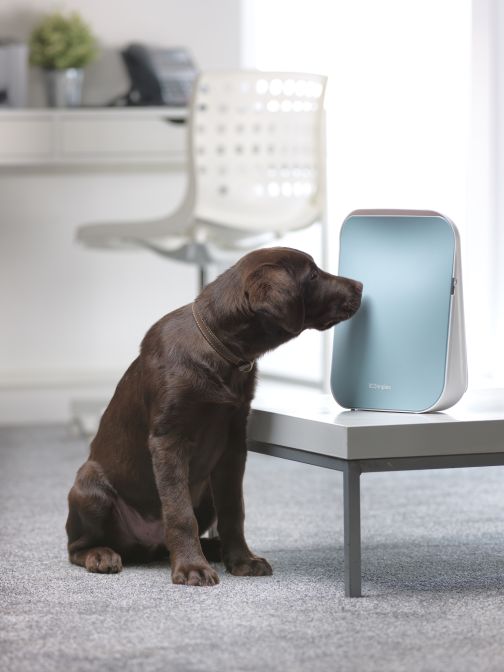 puppy sat with dimplex DXAVPN air purifier