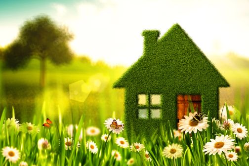 grassy house in field of daisies 