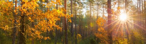 autumnal sunlight through trees