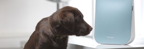 dimplex air treatment next to dog