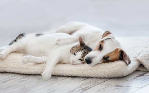 dog and cat cuddles on mat